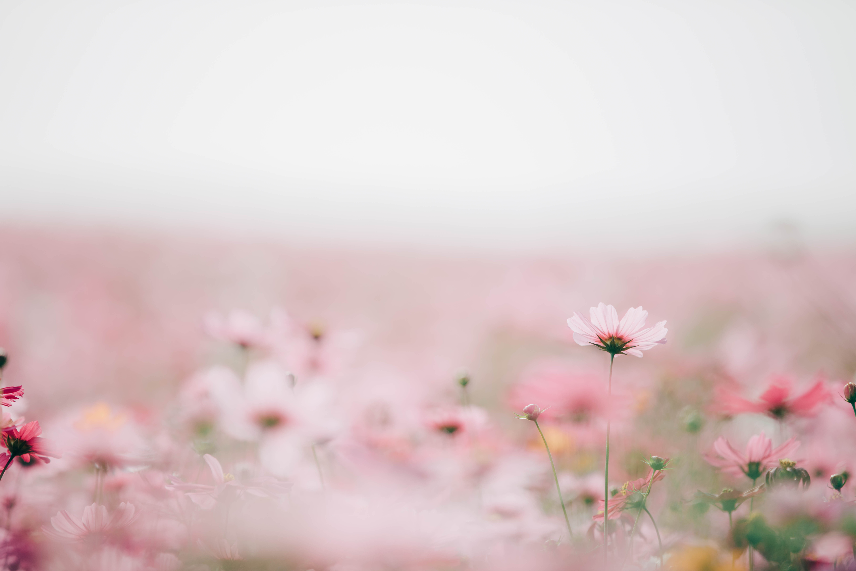 Cosmos Flowers Background 